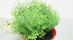 Изкуствено зелено растение в кашпа