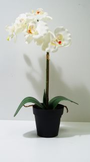 Орхидея бяла в  саксия