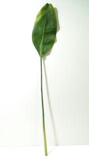 Лист зелен издържен
